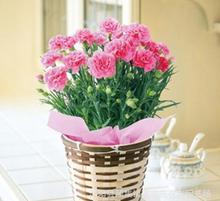 紅玫瑰與康乃馨 禮品花卉的經(jīng)典之選與銷(xiāo)售指南