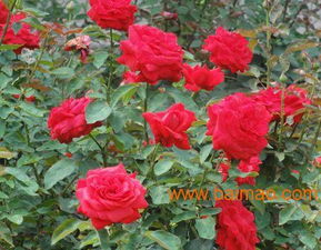 濰坊銷(xiāo)量領(lǐng)先的豐花月季供應(yīng)與銷(xiāo)售指南