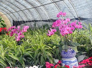 銀川花卉消費(fèi)又走俏 禮品花卉銷(xiāo)售