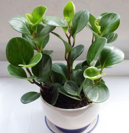 舊物換新意，花卉贈(zèng)溫情——環(huán)保改造與禮品花卉銷(xiāo)售活動(dòng)