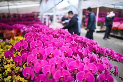 綻放世界之巔 我國成為世界最大花卉生產國，禮品花卉銷售迎來新機遇