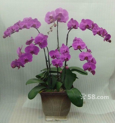 青島禮花傳情，品質服務隨心——58網鄰通專業禮品花卉銷售解決方案