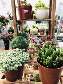 稻河古街綻新綠，花草堂開業好禮盤起來